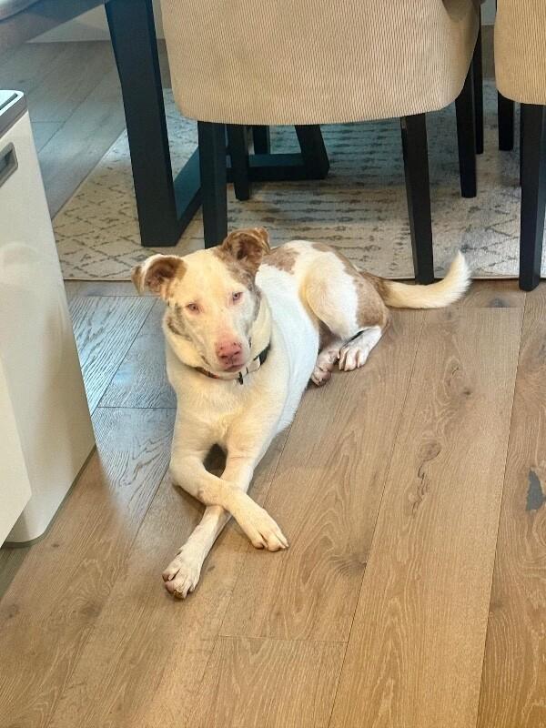 Amor, Adoptable, Young Female Cattle Dog & Mixed Breed.