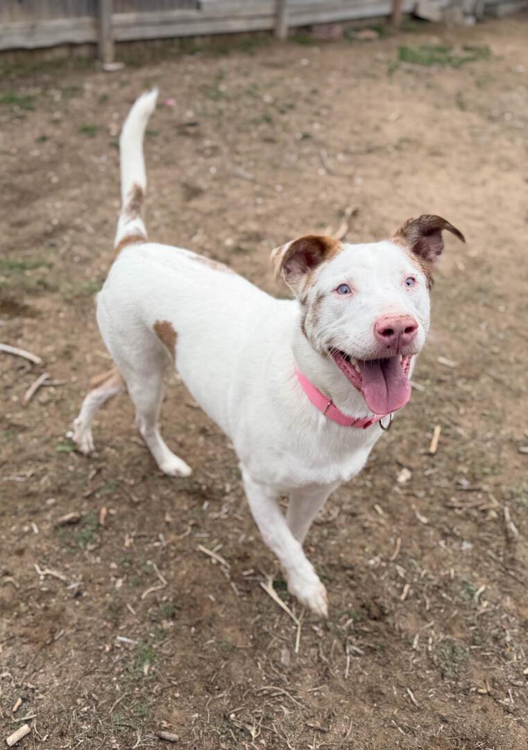 Amor, a Adoptable mixed breed in Windsor, CO image 1/6