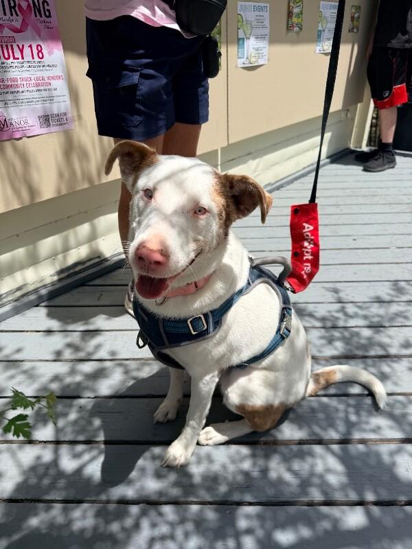 Amor, a Adoptable mixed breed in Windsor, CO image 2/6