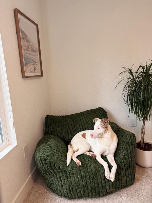 Enlarge Amor, a Adoptable mixed breed in Windsor, CO image 3/6