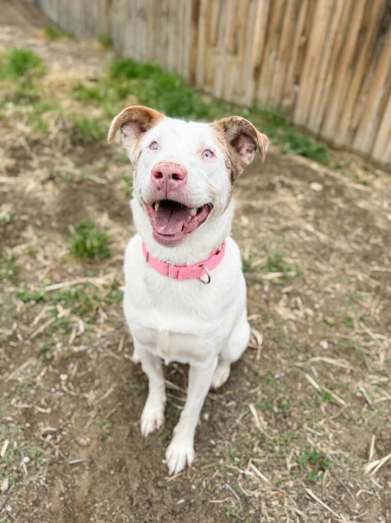 Amor, a Adoptable mixed breed in Windsor, CO image 3/6