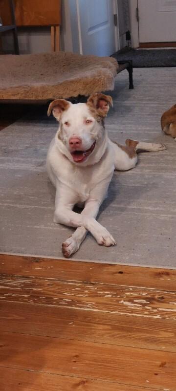 Amor, a Adoptable mixed breed in Windsor, CO image 4/6