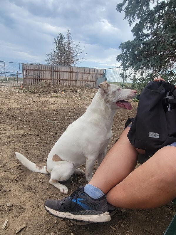Enlarge Amor, a Adoptable mixed breed in Windsor, CO image 5/6