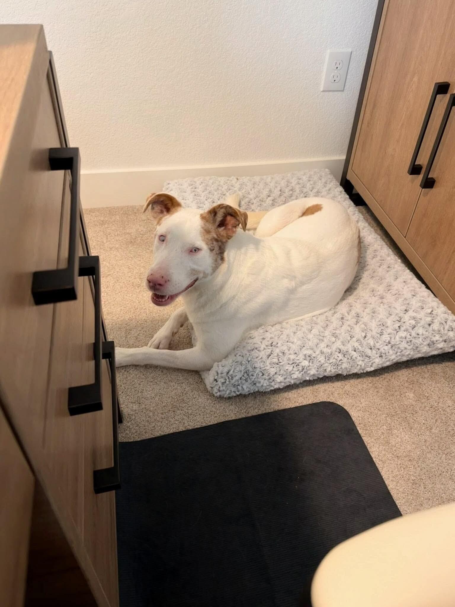 Enlarge Amor, a Adoptable mixed breed in Windsor, CO image 6/6