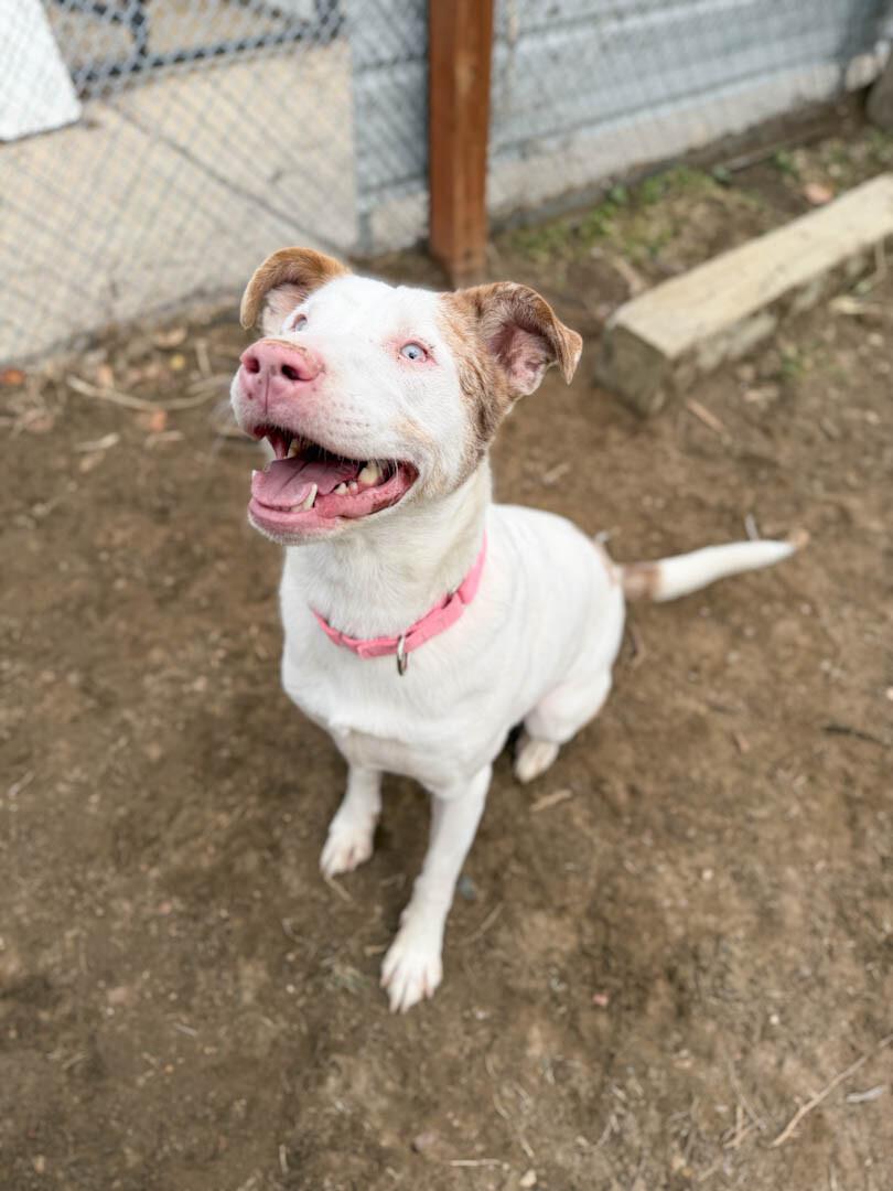 Amor, a Adoptable mixed breed in Windsor, CO image 5/6