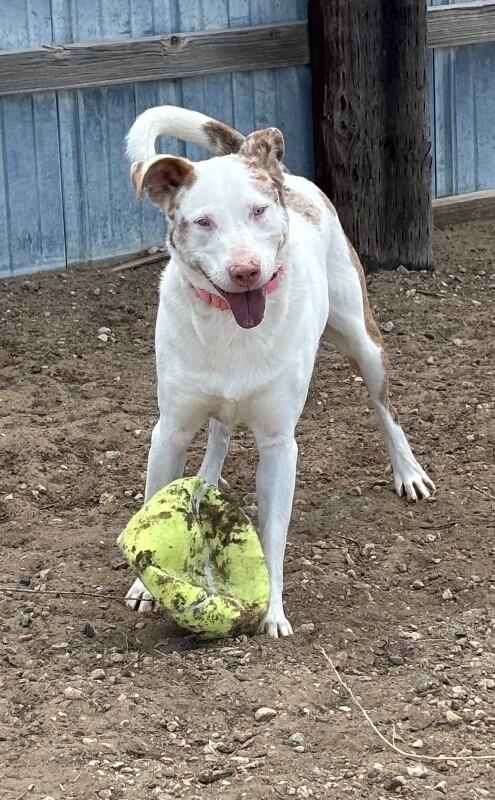 Amor, a Adoptable mixed breed in Windsor, CO image 6/6