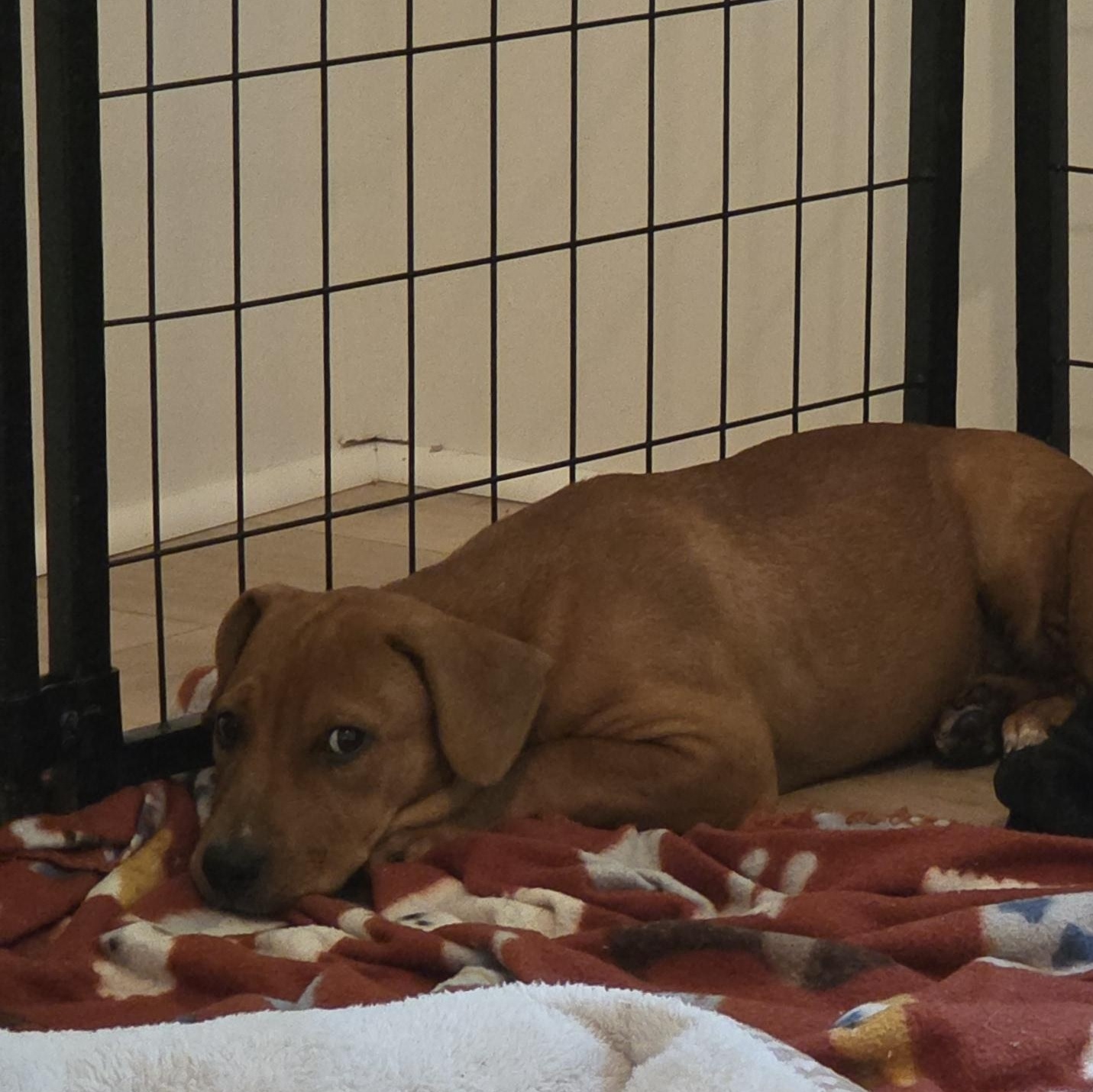 Piper, Adoptable, Young Female Pit Bull Terrier.