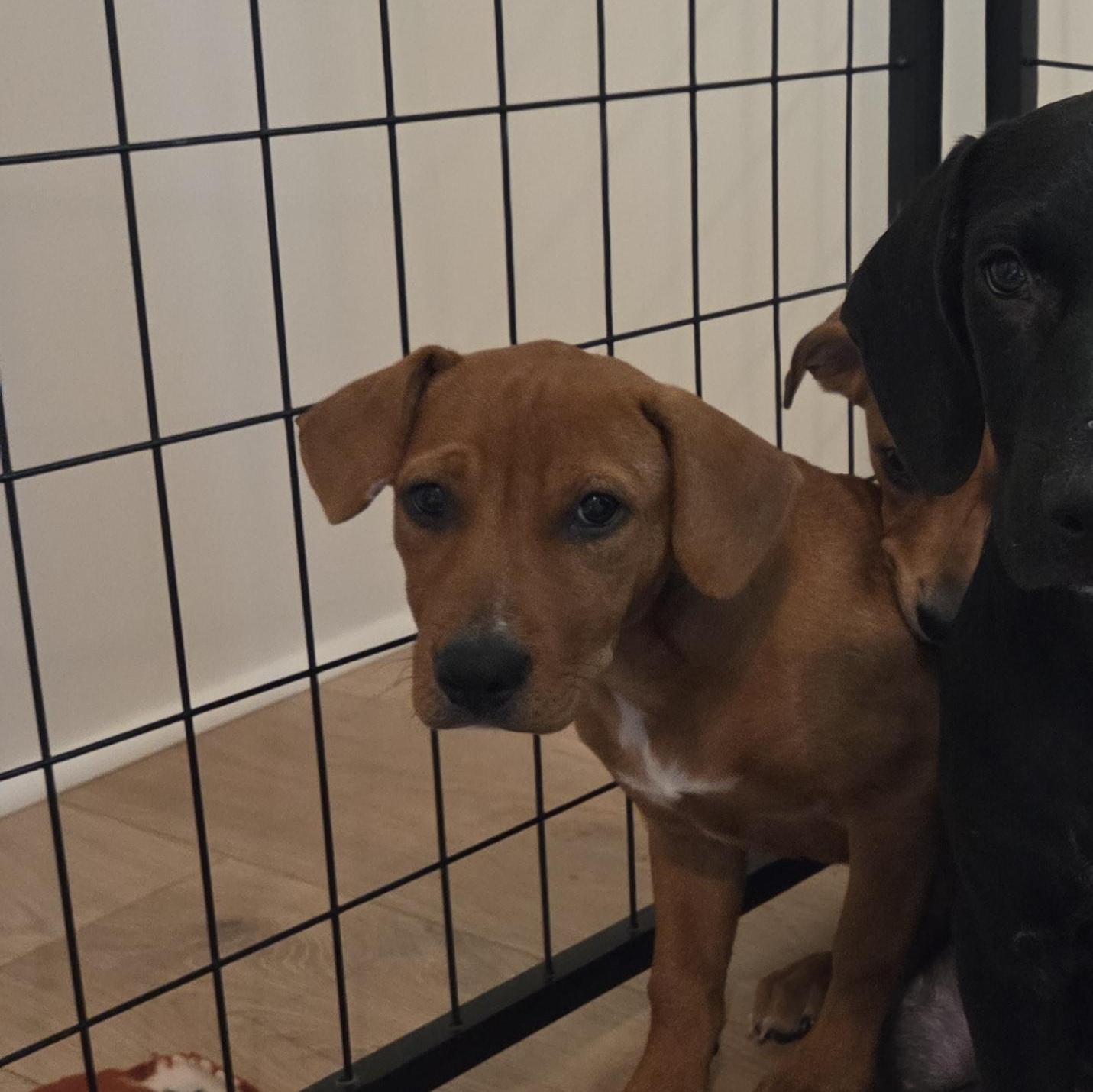 Enlarge Piper, a Adoptable mixed breed in PENSACOLA, FL image 3/3