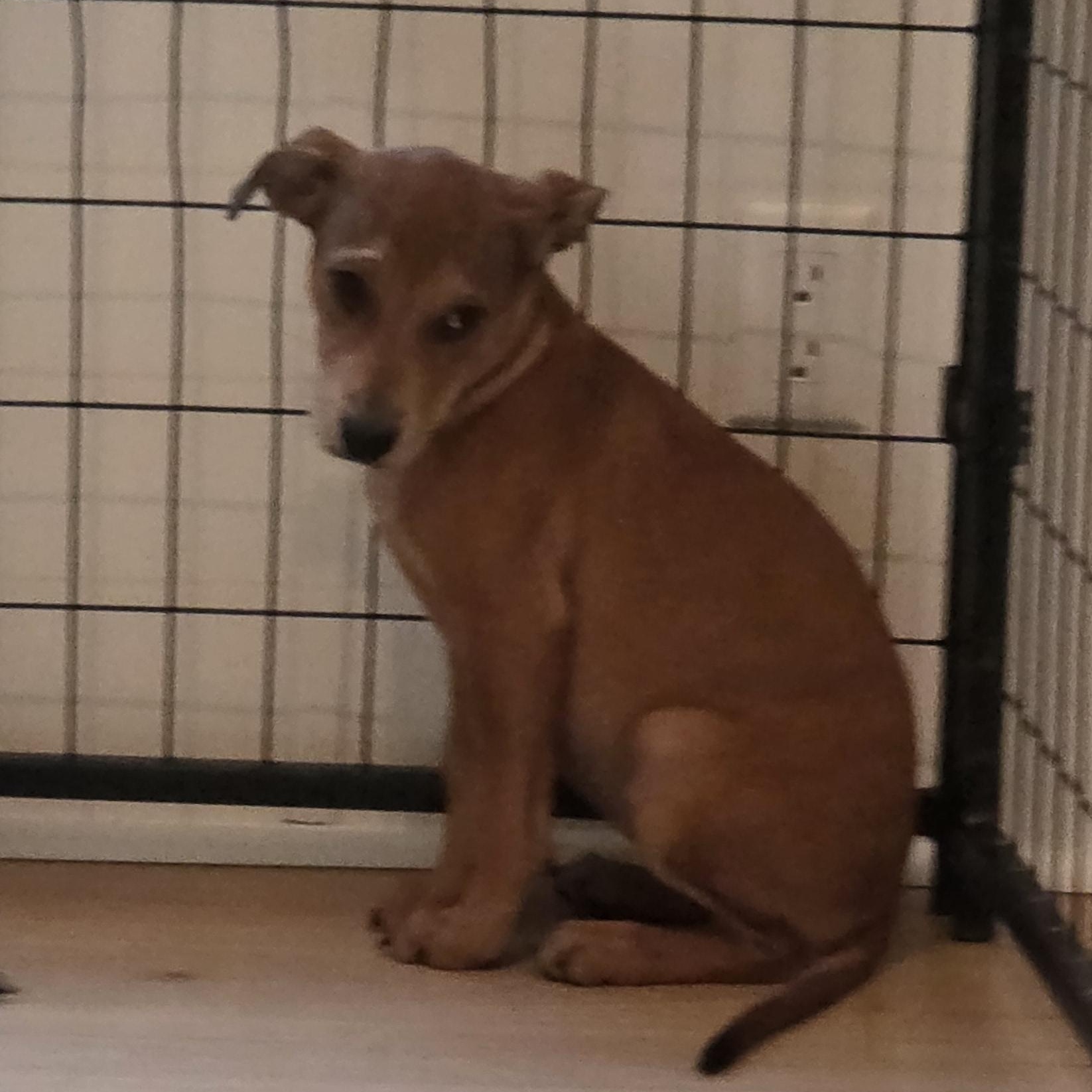 Enlarge Piper, a Adoptable mixed breed in PENSACOLA, FL image 2/3