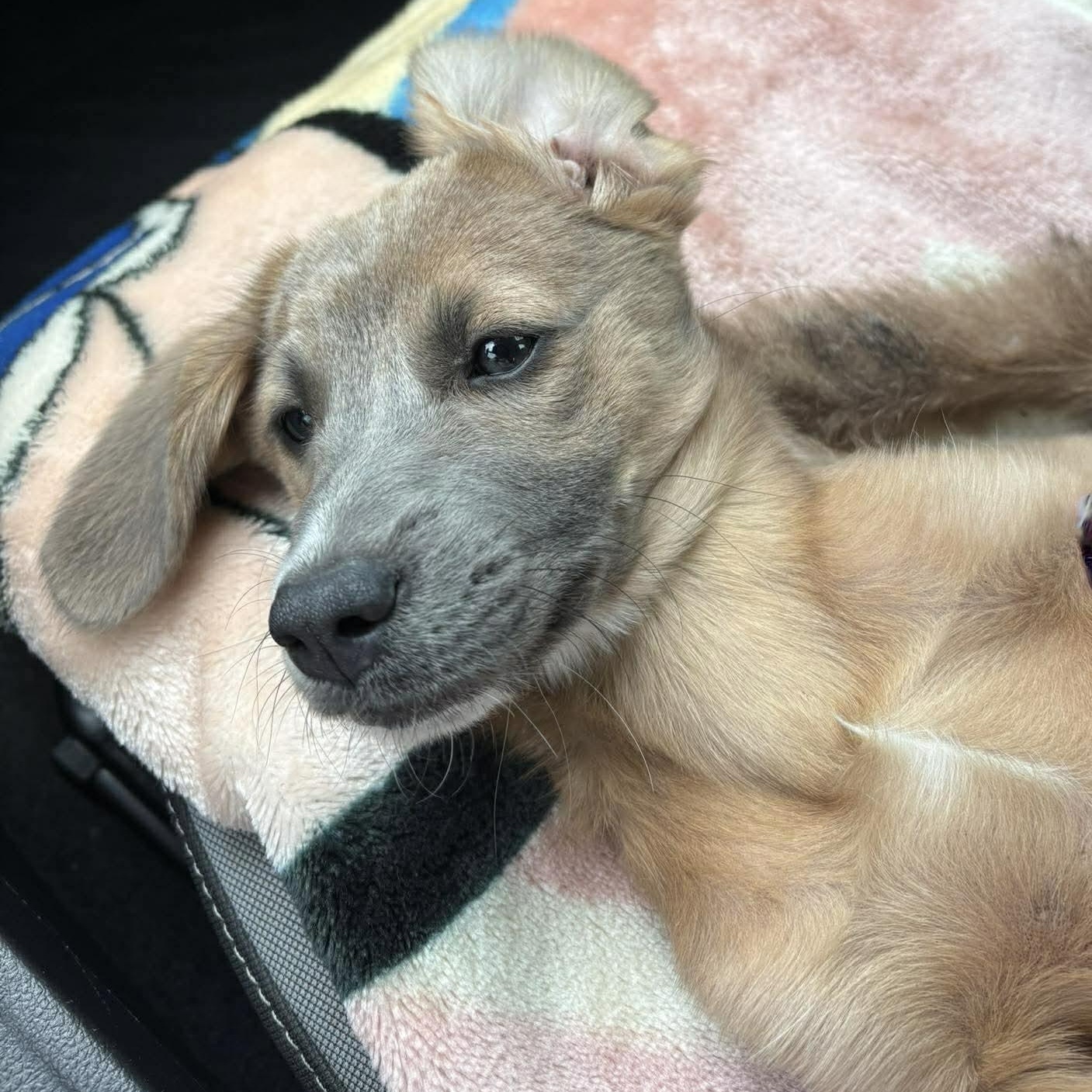 Enlarge Ren, an adopted mixed breed in Tacoma, WA image 5/6