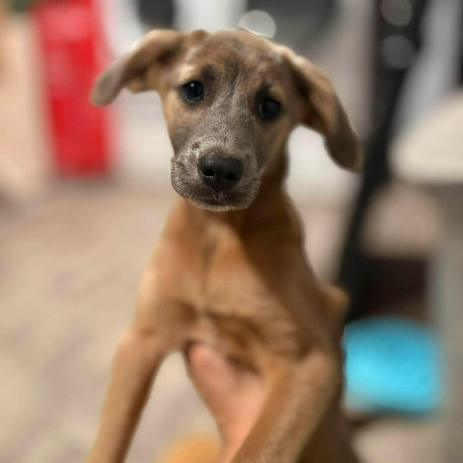 Enlarge Ren, an adopted mixed breed in Tacoma, WA image 2/6