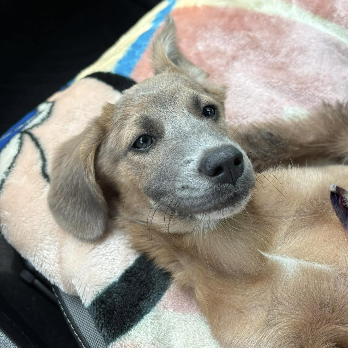 Enlarge Ren, an adopted mixed breed in Tacoma, WA image 6/6