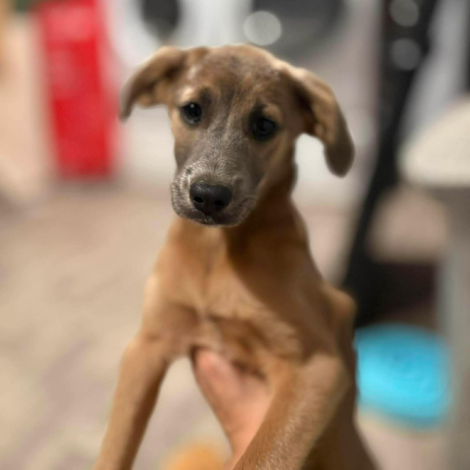 Ren, adopted, Puppy Female Terrier.