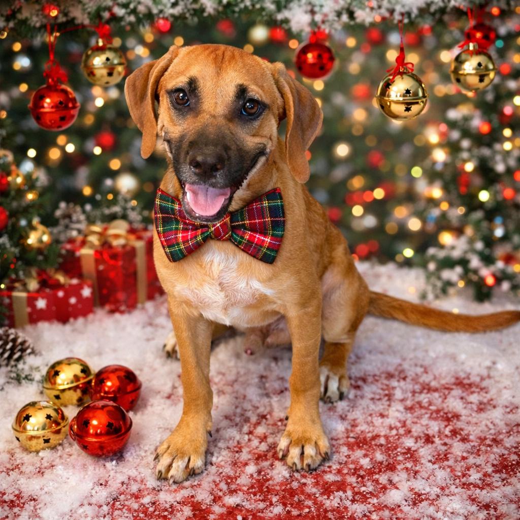 Jingle, Adoptable, Young Male Labrador Retriever & Mixed Breed.