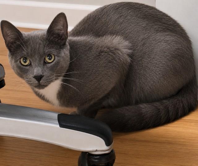 Kickstand, ADOPTABLE, Young Male Domestic Short Hair.