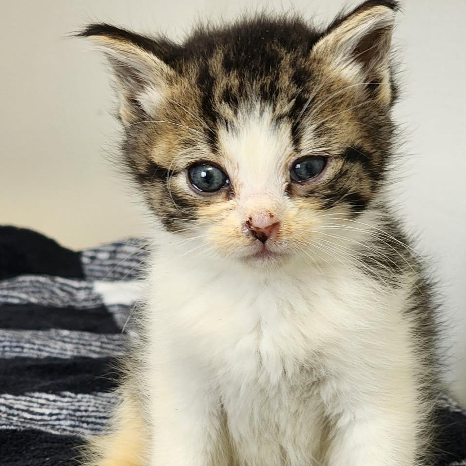 Gus, a Adoptable Domestic Short Hair in Toledo, OH image 1/2