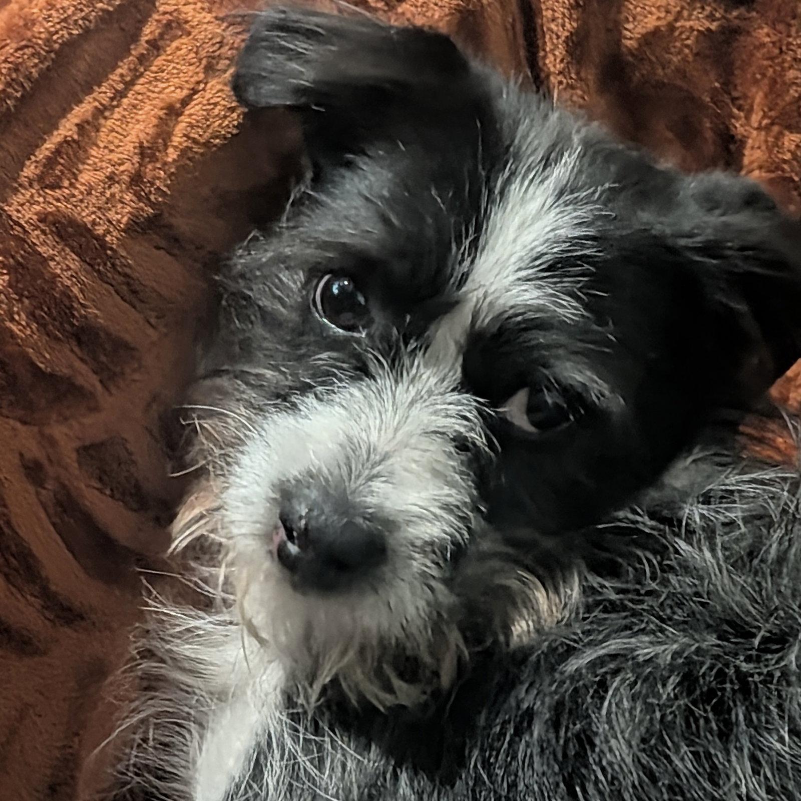 Newt, Adopted, Young Male Mixed Breed.