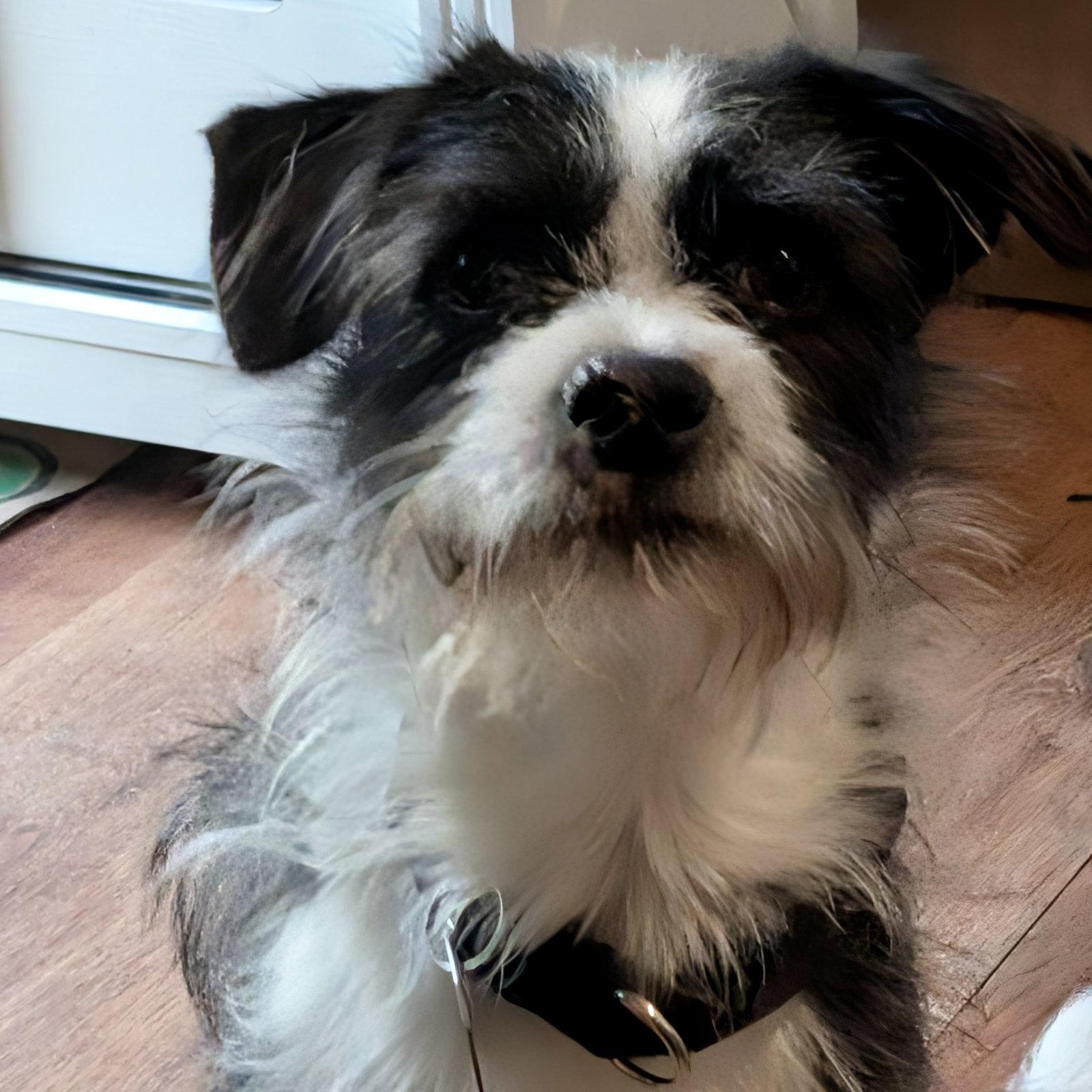 Enlarge Newt, a Adopted Mixed Breed in Oakland, CA image 2/3