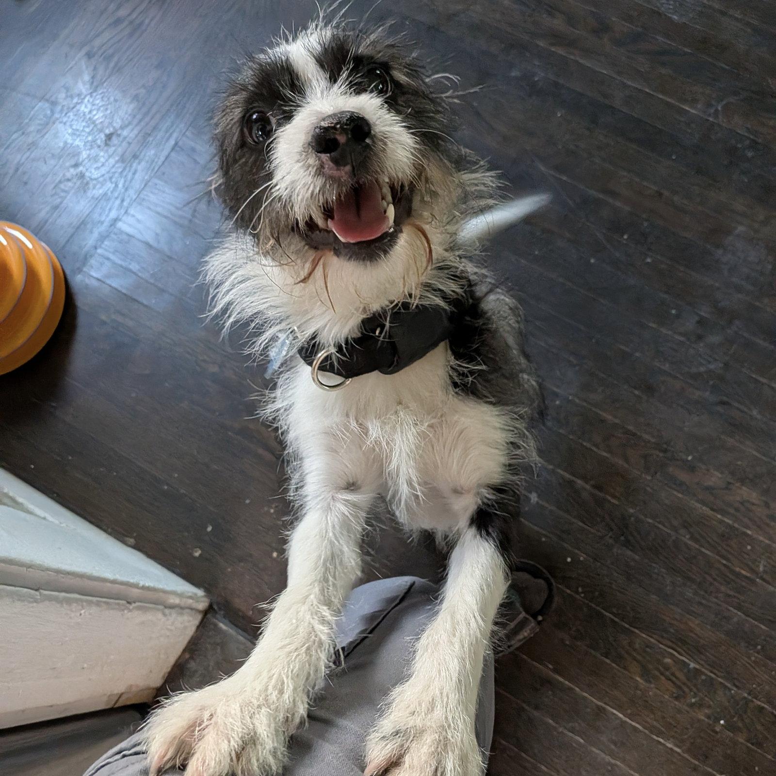 Enlarge Newt, a Adopted Mixed Breed in Oakland, CA image 3/3