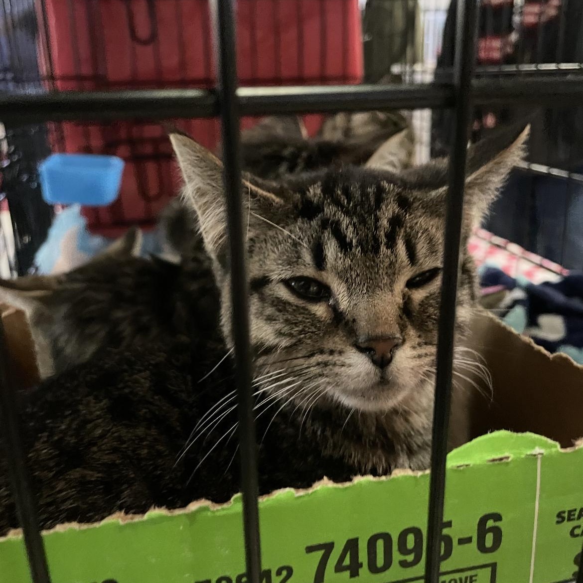 Dahl, an adopted mixed breed in Morgantown, WV image 2/3