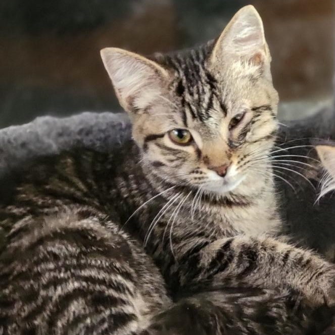 Dahl, adopted, Kitten Male American Shorthair.