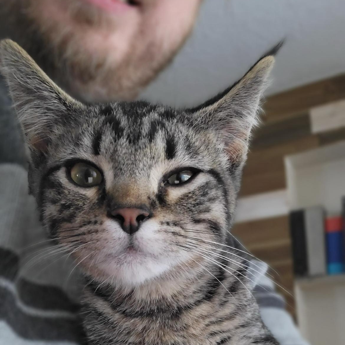 Dahl, an adopted mixed breed in Morgantown, WV image 3/3