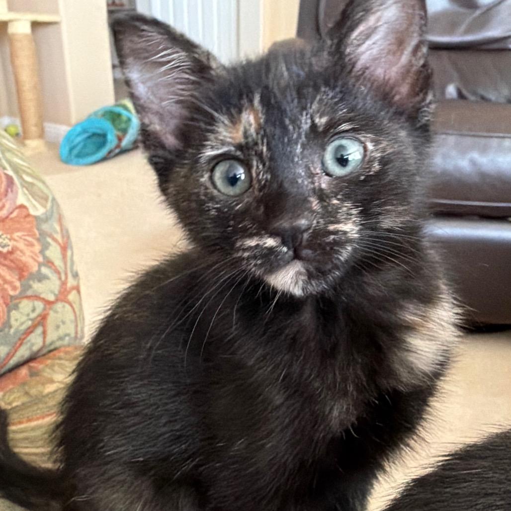 Enlarge Rose, a Adoptable Domestic Short Hair in Escondido, CA image 1/2