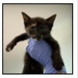Enlarge Rose, a Adoptable Domestic Short Hair in Escondido, CA image 2/2