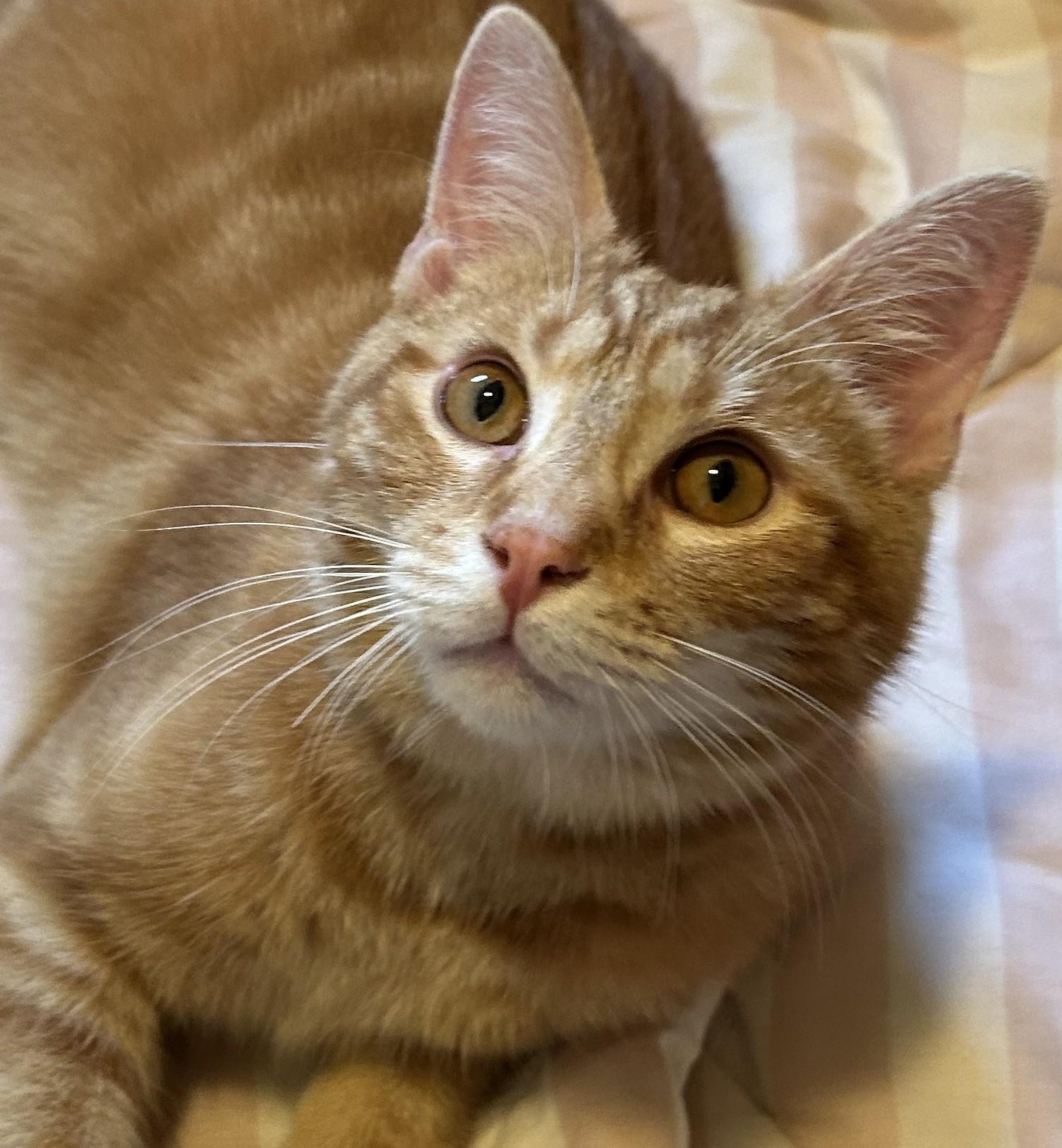 Enlarge Cheeto, an adoptable Domestic Short Hair in Garrett Park, MD image 1/6