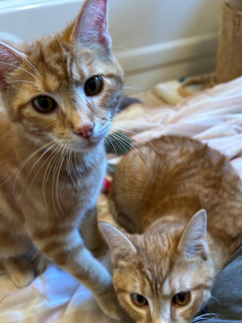 Enlarge Cheeto, an adoptable Domestic Short Hair in Garrett Park, MD image 4/6