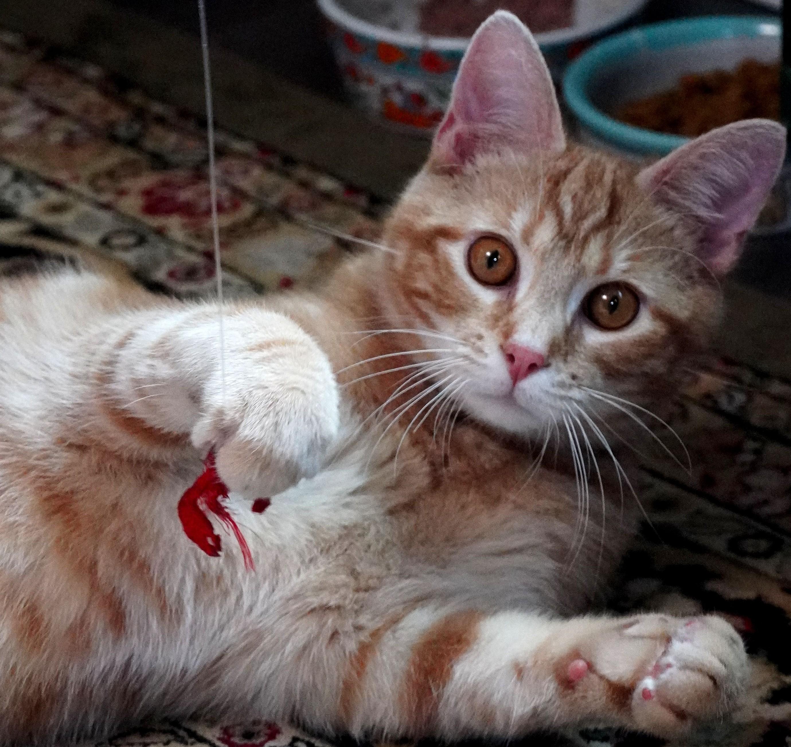 Enlarge Cheeto, an adoptable Domestic Short Hair in Garrett Park, MD image 2/6