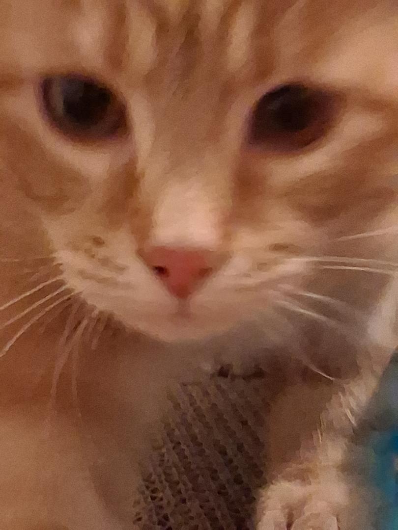 Enlarge Cheeto, a ADOPTABLE Domestic Short Hair in Garrett Park, MD image 4/6