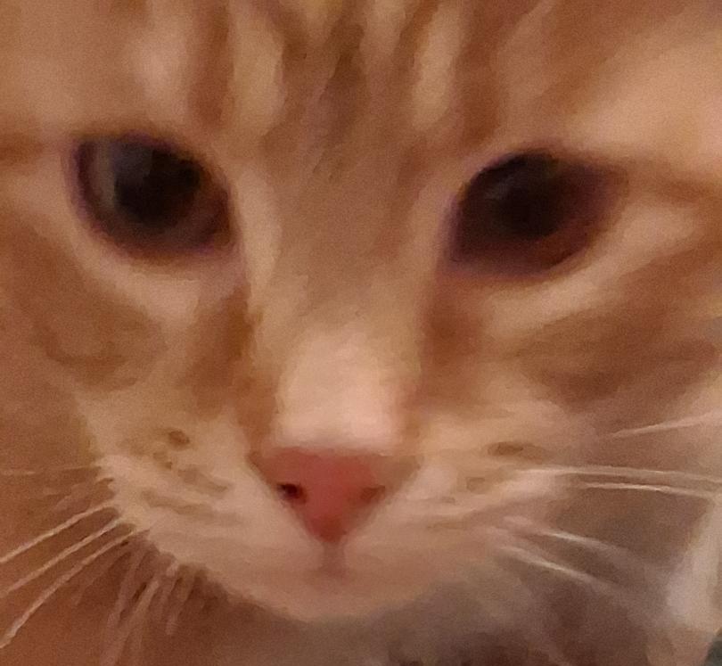 Cheeto, ADOPTABLE, Kitten Male Domestic Short Hair.