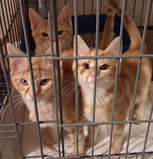 Enlarge Cheeto, a ADOPTABLE Domestic Short Hair in Garrett Park, MD image 5/6