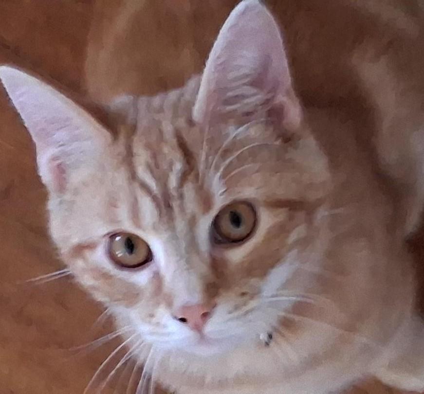 Enlarge Cheeto, a ADOPTABLE Domestic Short Hair in Garrett Park, MD image 1/6