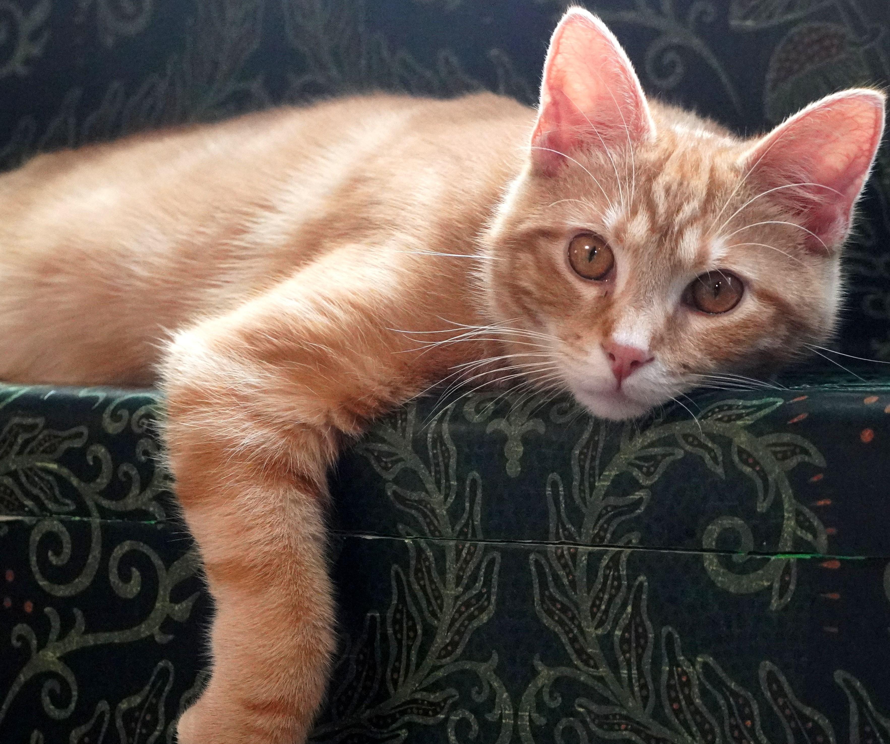 Enlarge Cheeto, an adoptable Domestic Short Hair in Garrett Park, MD image 3/6