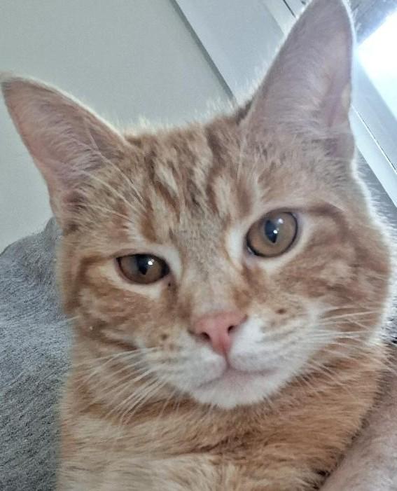 Enlarge Cheeto, a ADOPTABLE Domestic Short Hair in Garrett Park, MD image 2/6