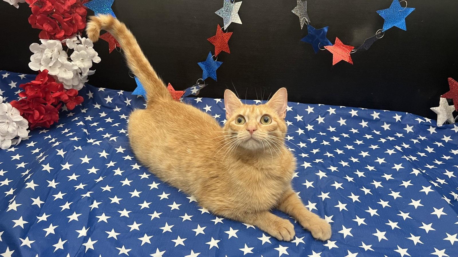 Quesadilla, Adoptable, Young Female Tabby & Domestic Short Hair.