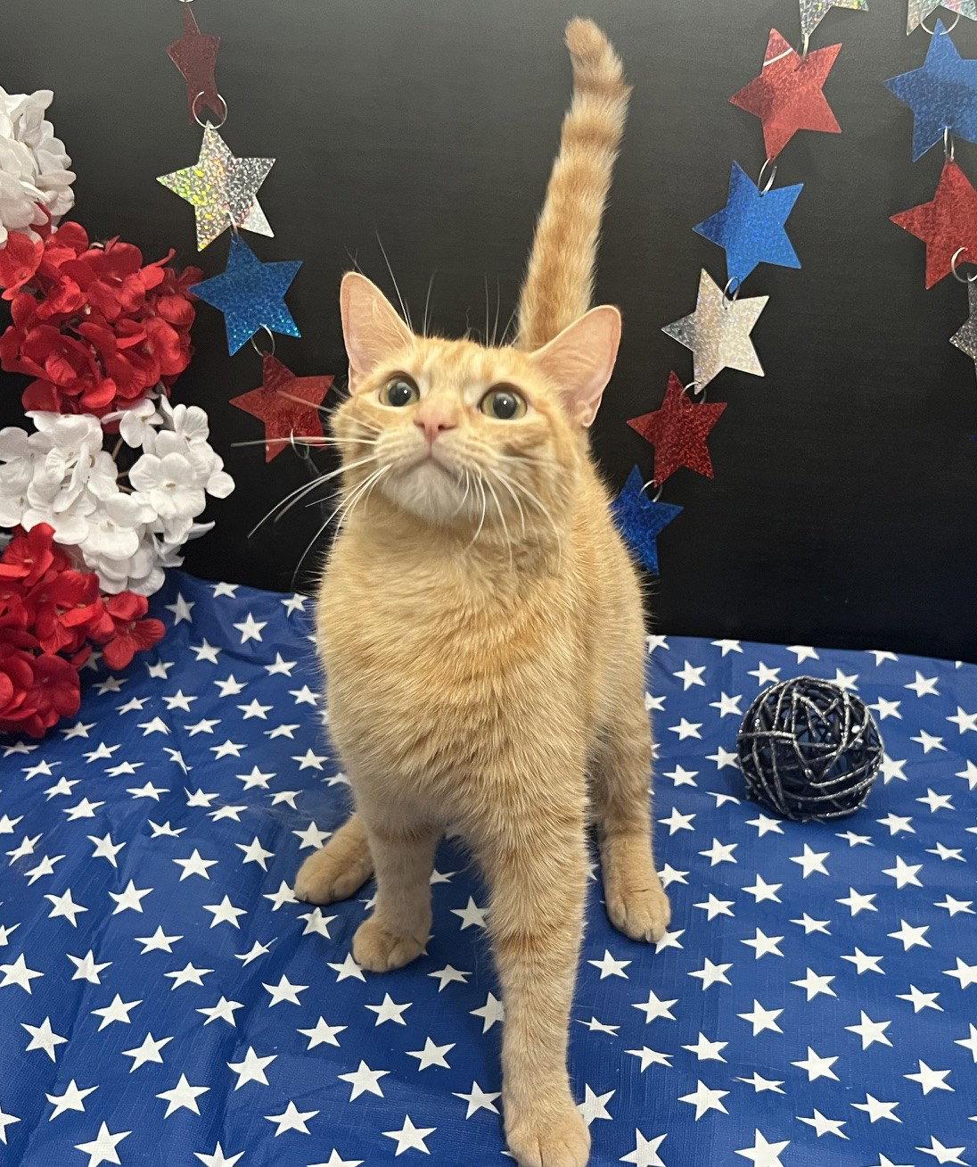 Quesadilla, a Adoptable mixed breed in Fayetteville, GA image 2/3