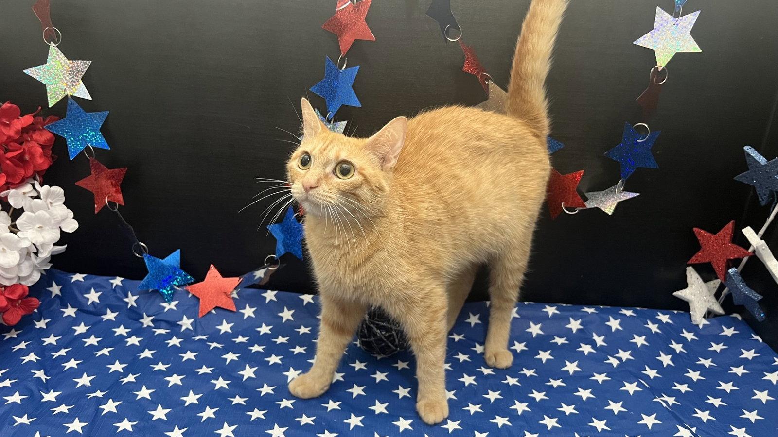 Quesadilla, a Adoptable mixed breed in Fayetteville, GA image 3/3