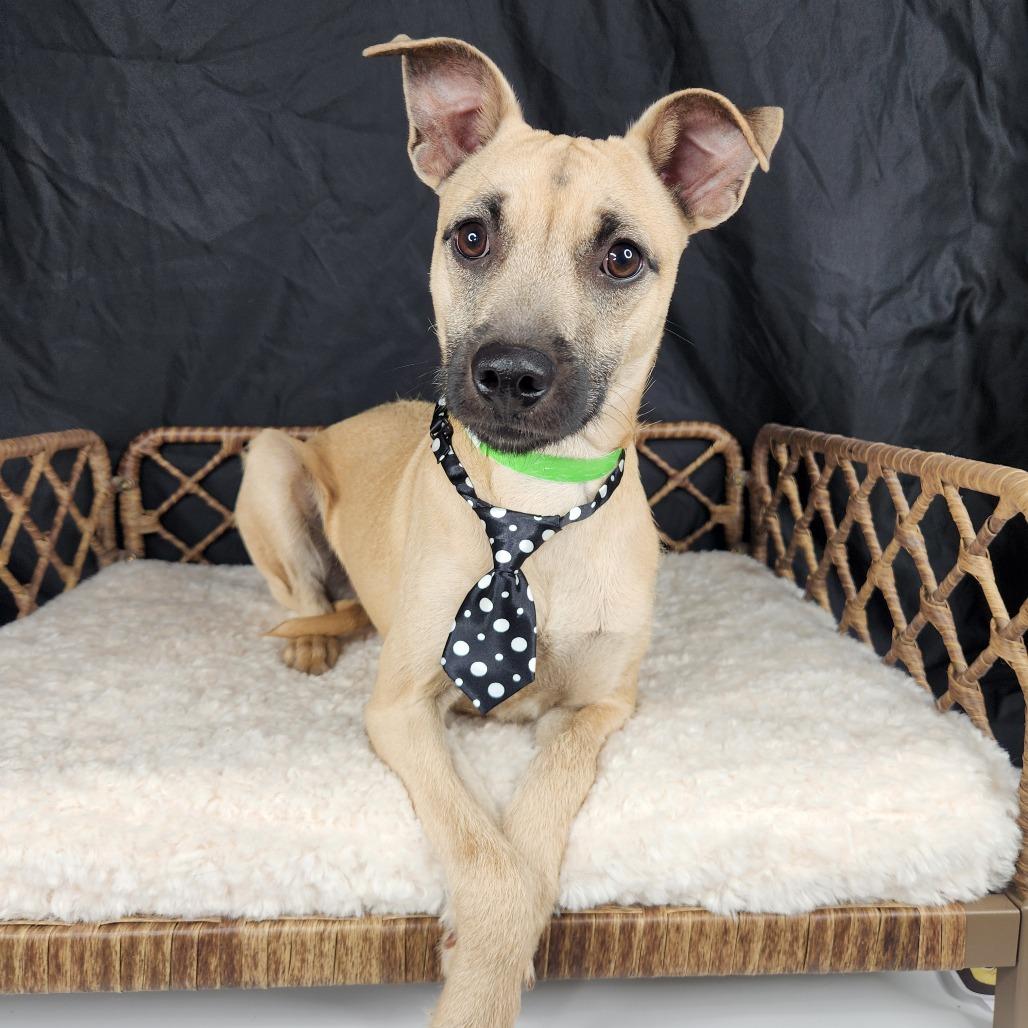 Everette, Adoptable, Young Male Terrier.