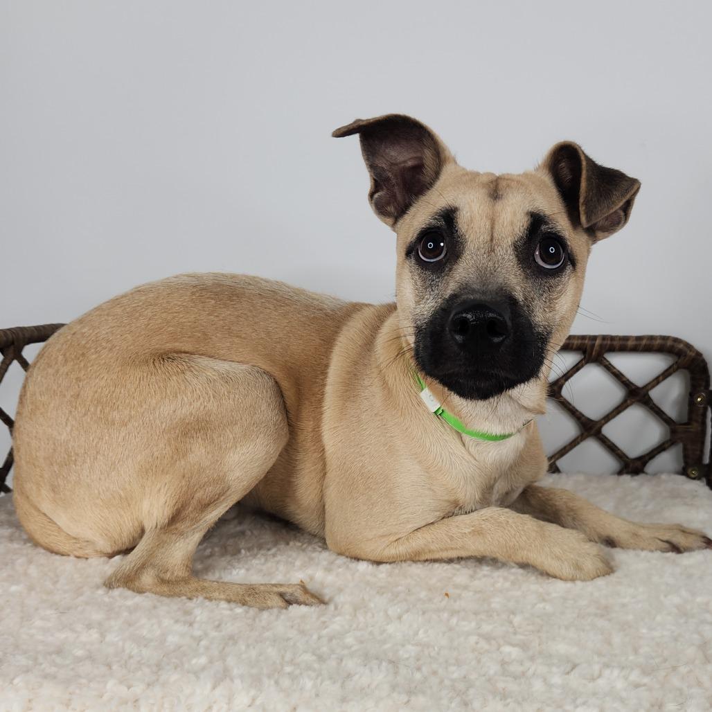 Enlarge Everette, a Adoptable Terrier in Fort Wayne, IN image 1/2