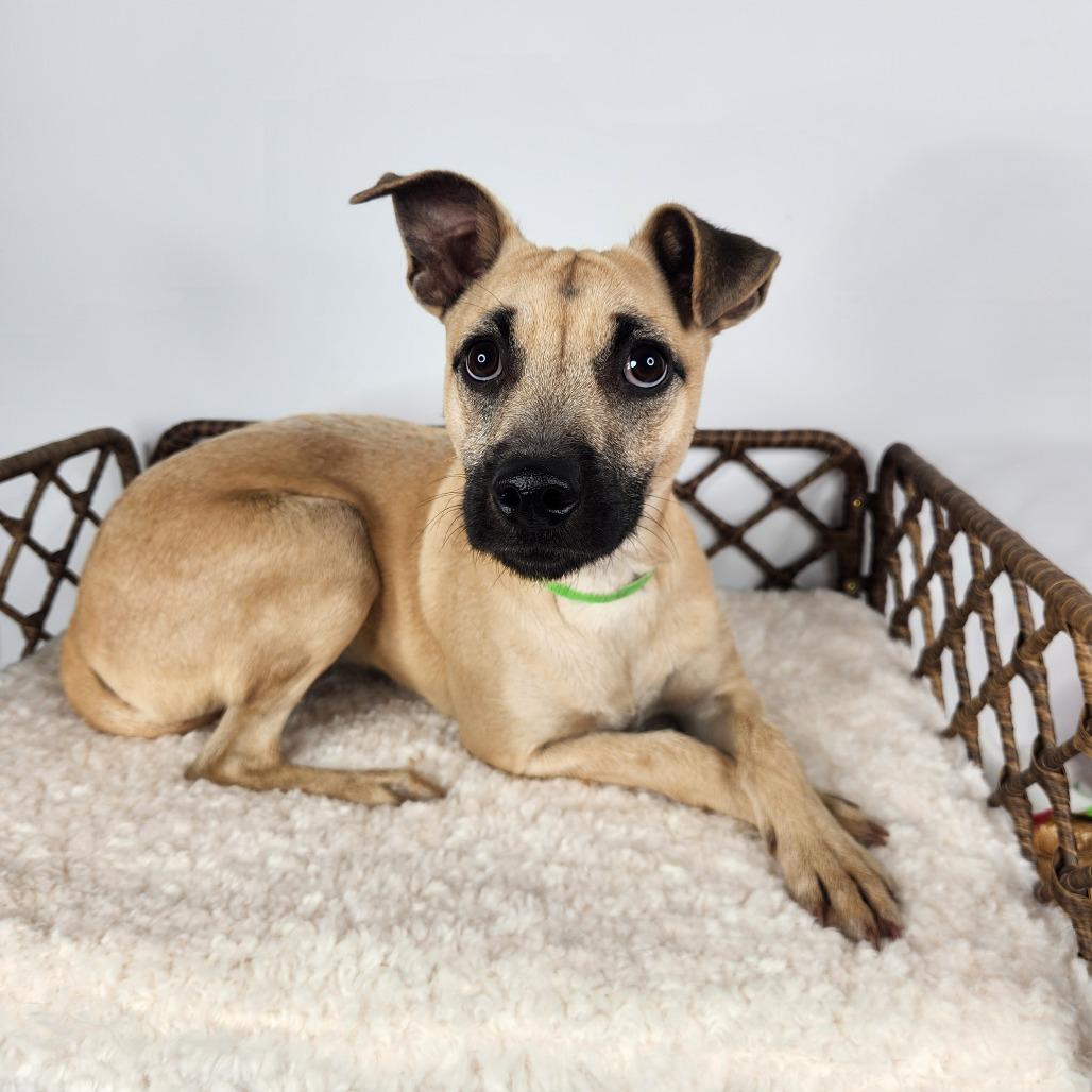 Enlarge Everette, a Adoptable Terrier in Fort Wayne, IN image 2/2