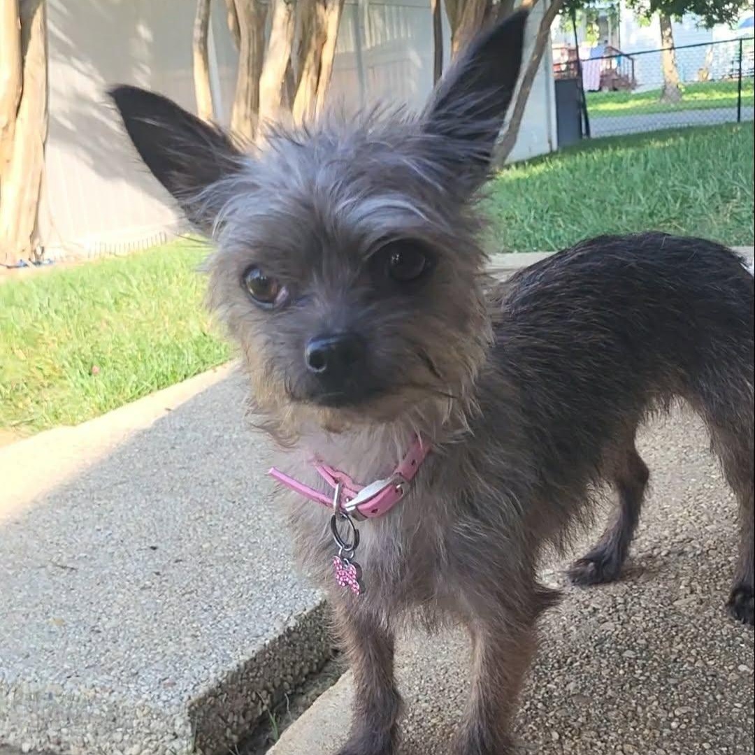 Enlarge Maise, an adopted mixed breed in Sunderland, MD image 3/4