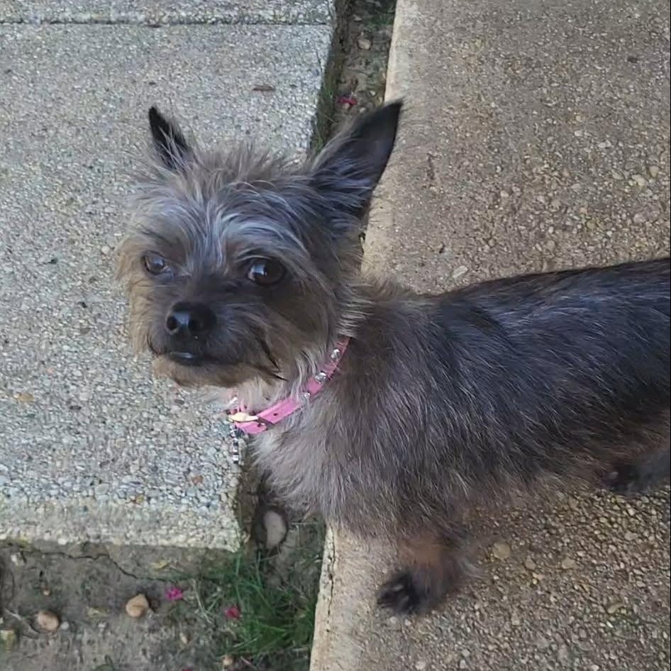 Enlarge Maise, an adopted mixed breed in Sunderland, MD image 4/4