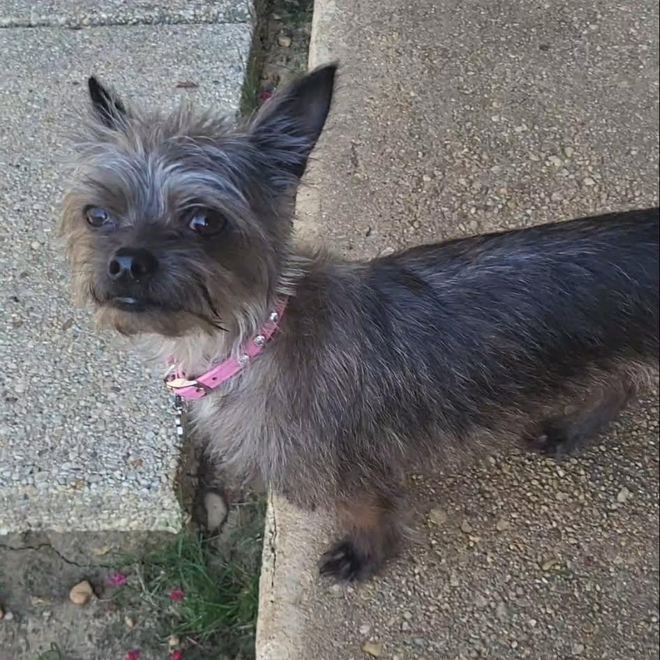 Enlarge Maise, an adopted mixed breed in Sunderland, MD image 2/4