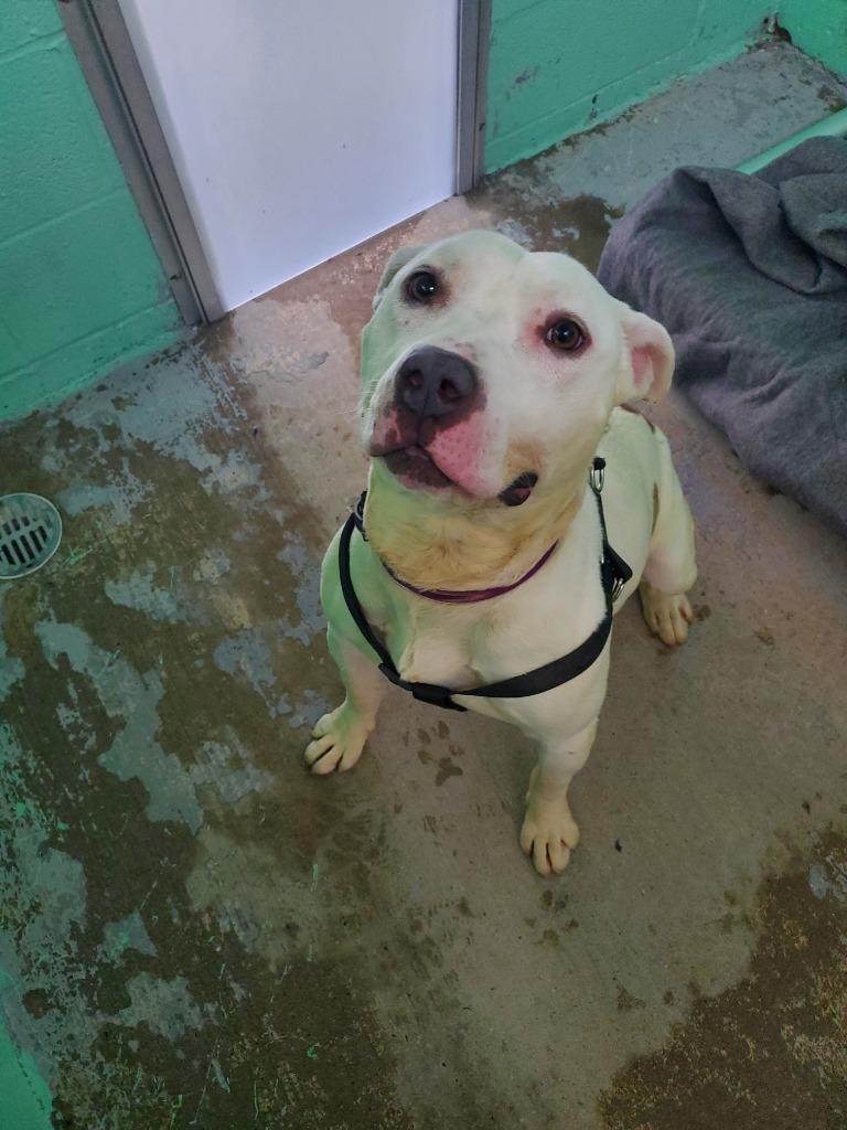 Patricia, Adoptable, Adult Female Pit Bull Terrier.