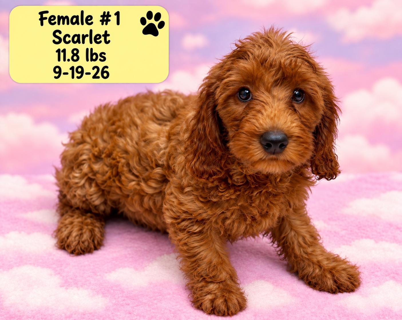 Bunny, Adoptable, Puppy Female Labradoodle.