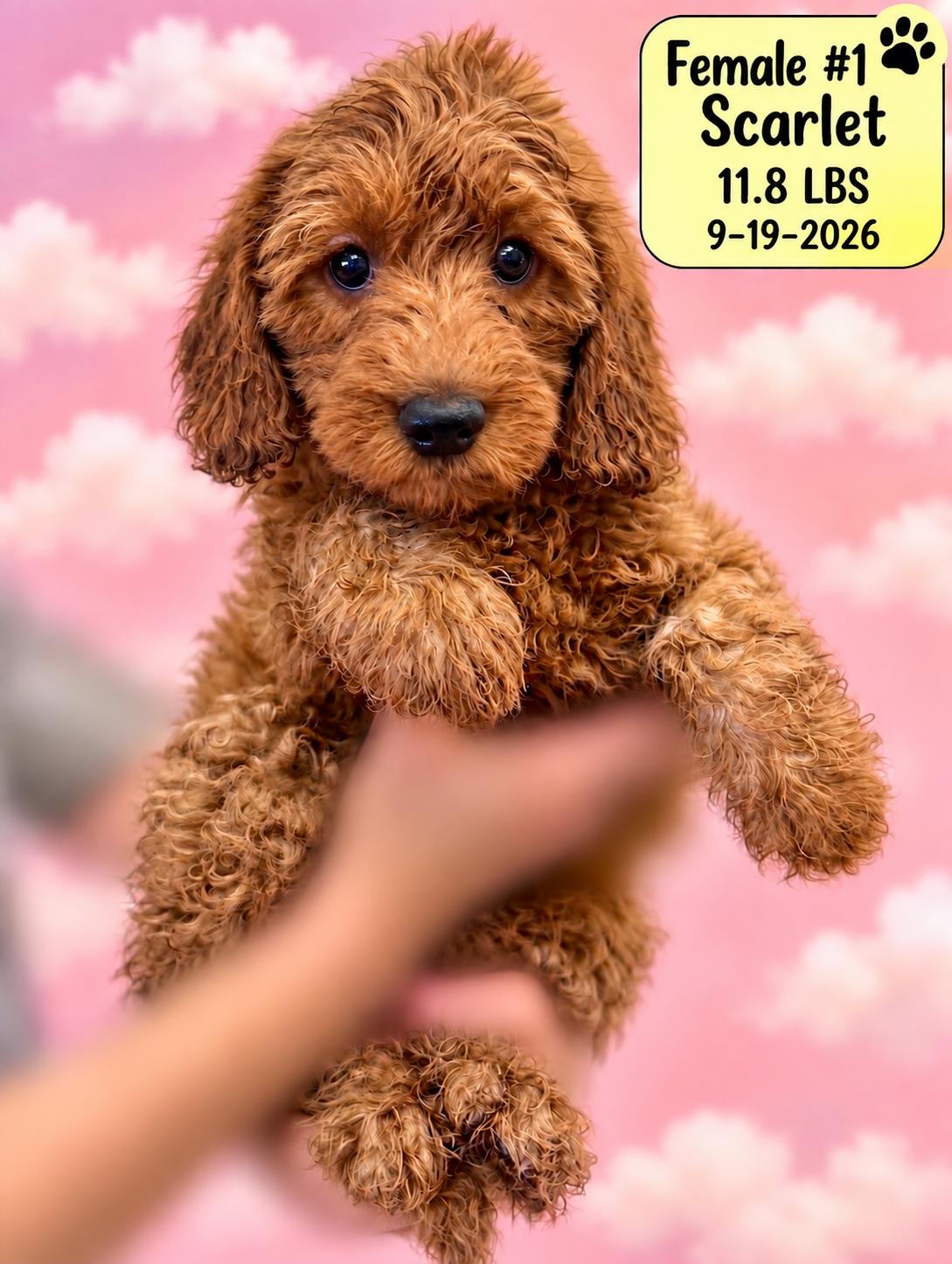 Enlarge Bunny, a Adoptable Labradoodle in El Segundo, CA image 2/5