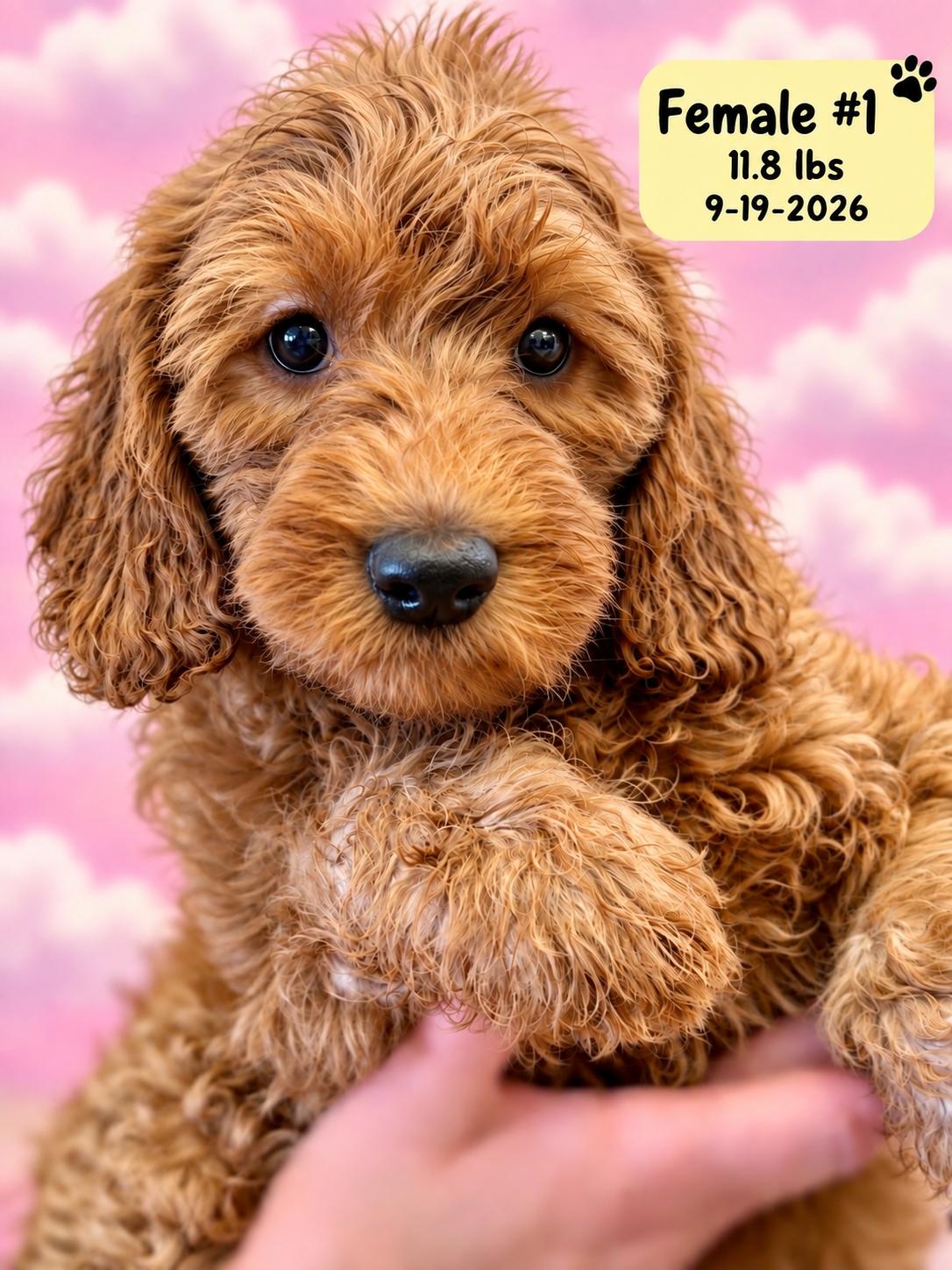 Enlarge Bunny, a Adoptable Labradoodle in El Segundo, CA image 3/5